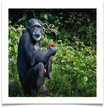 APE - Des Hawley